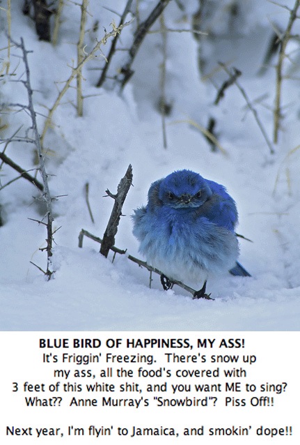 Blue Bird.jpg