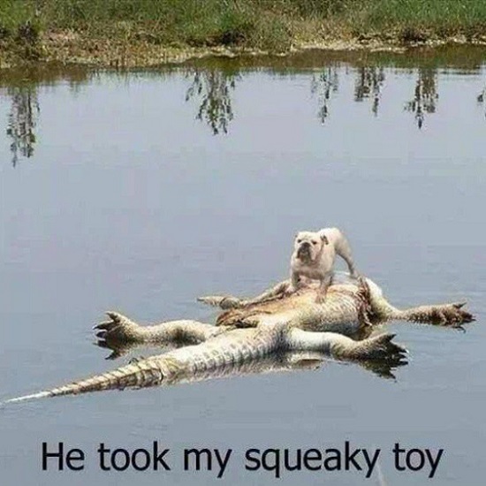 dog on gator.jpg