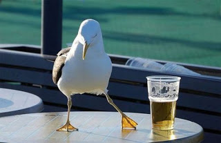 beer and bird.jpg