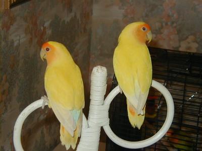 Lacewing Lovebirds.jpg