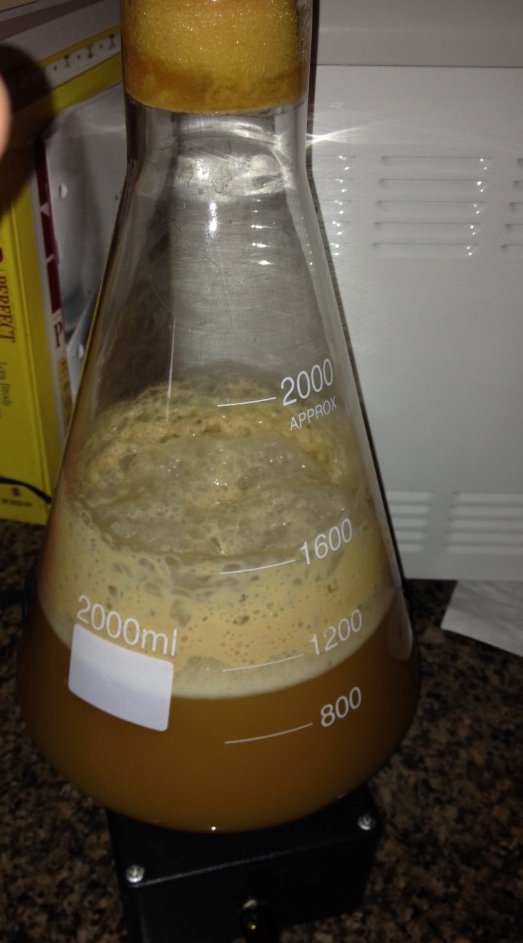 yeast (Medium).JPG