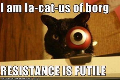 borg cat.jpg