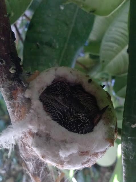 baby hummingbirds.jpg