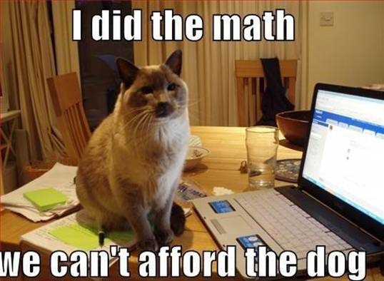 cheapcat.jpg