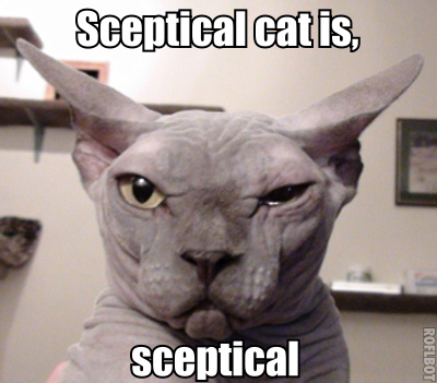 Sceptical cat.jpg