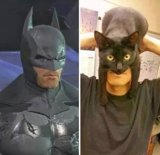 BatCat.jpg