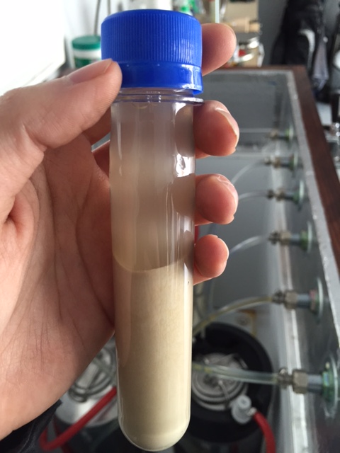 Saison Yeast.JPG