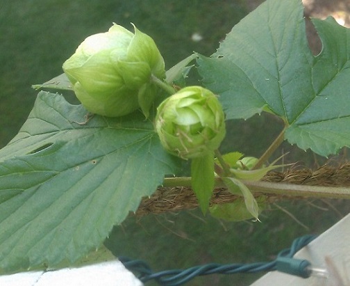 hops1.jpg