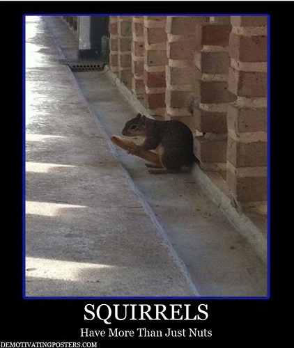 squirrels-nuts-bread-demotivational-posters1.jpg