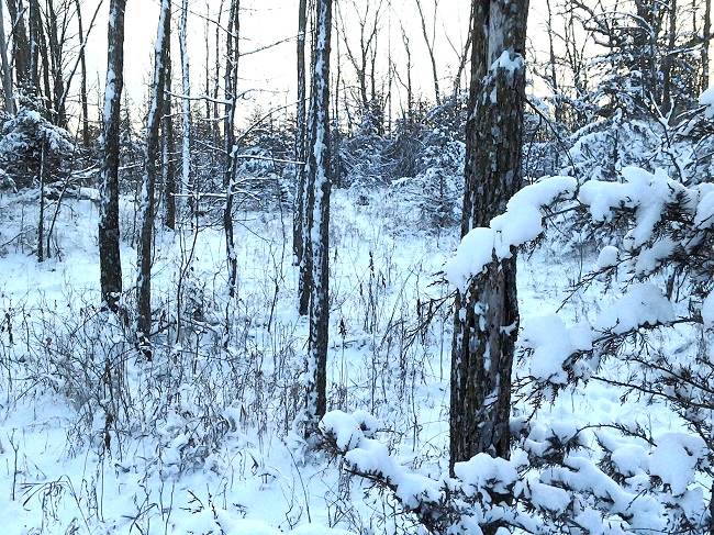 winter in the woods.jpg